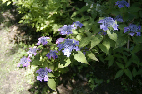 b0075364_1140333.jpg