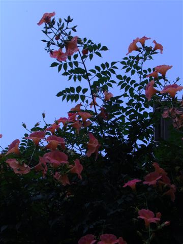 a0123465_2384323.jpg