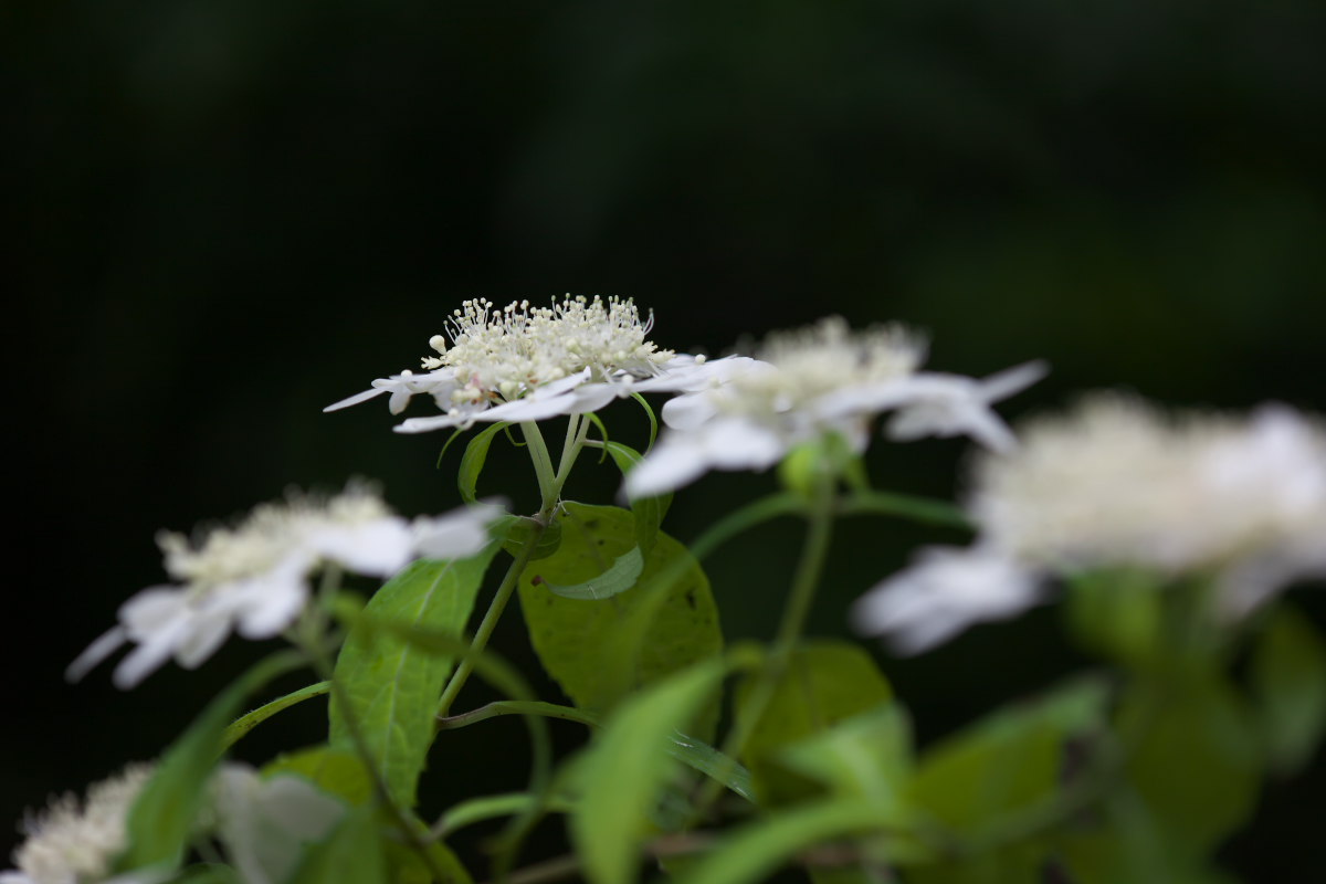 a0083081_1721467.jpg