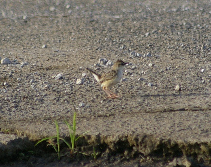 e0197884_20144755.jpg