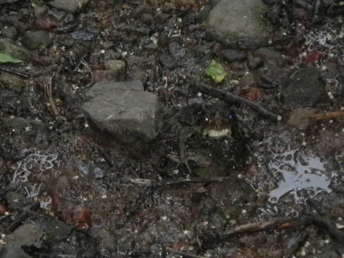 d0177286_1043895.jpg