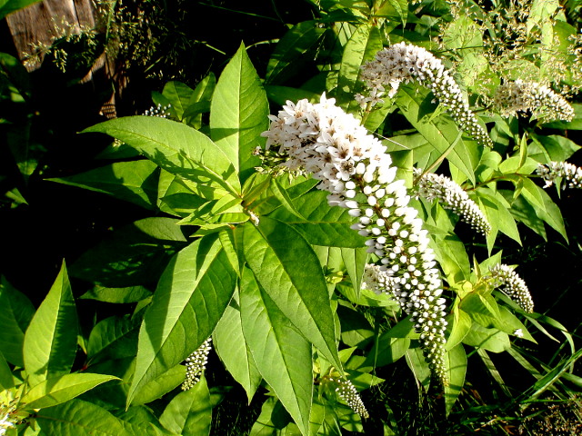 a0007388_7154777.jpg