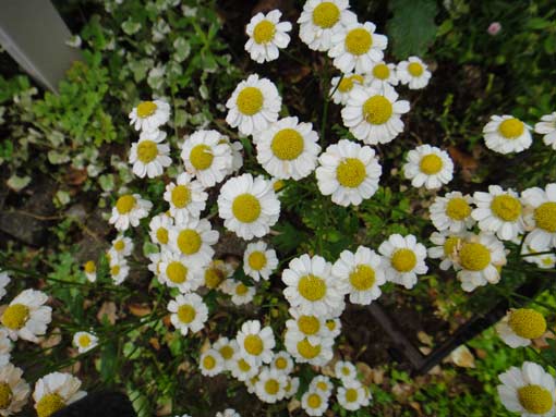 c0105306_17679.jpg