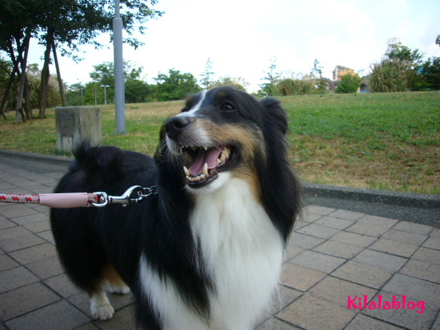 e0130008_2013377.jpg