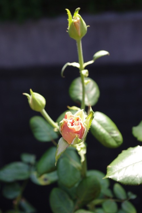 c0147909_7144192.jpg