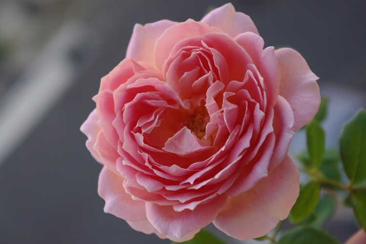 c0147909_7153166.jpg