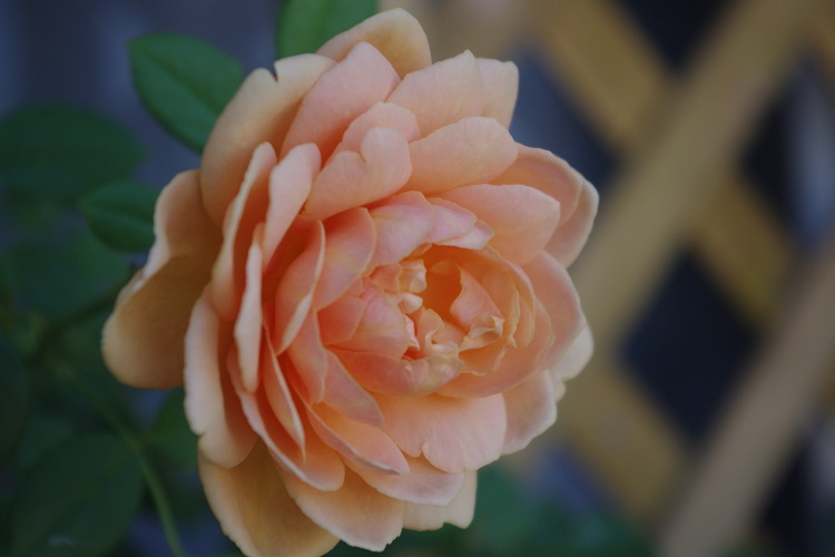 c0147909_7155065.jpg