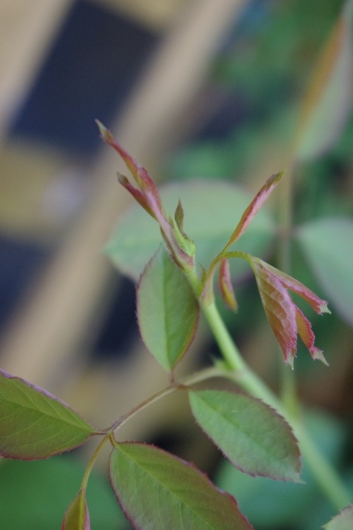 c0147909_7164570.jpg