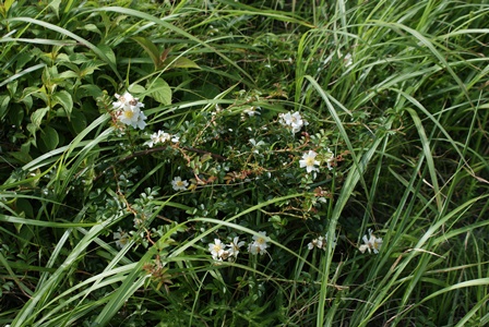 d0182913_17482977.jpg