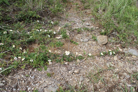d0182913_1758076.jpg