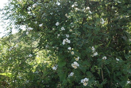 d0182913_1883445.jpg