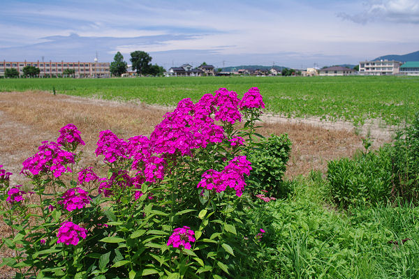 f0007926_2035779.jpg