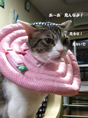 c0134727_027071.jpg