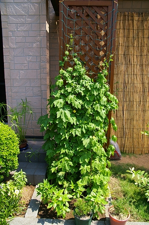 a0034438_15592270.jpg