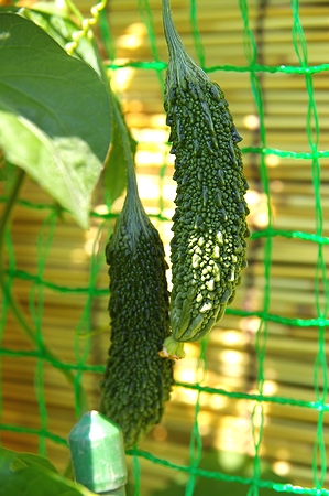 a0034438_15595578.jpg