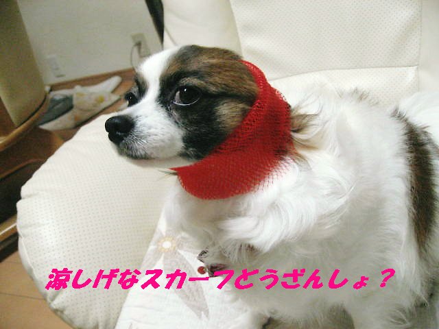 a0149240_19573116.jpg