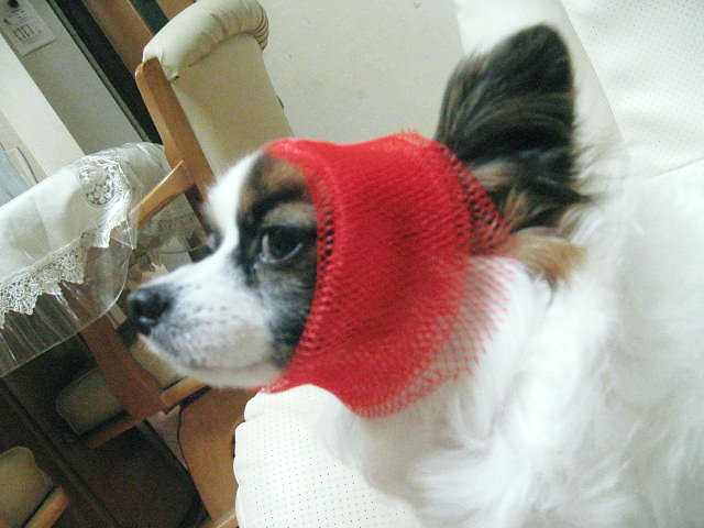 a0149240_19581319.jpg