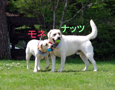a0142343_15154976.jpg