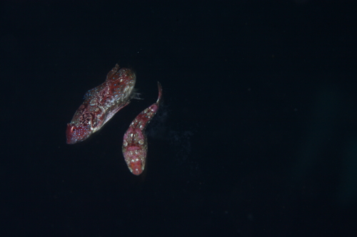 d0021952_2241465.jpg