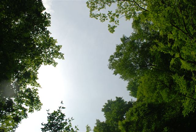 d0164783_1056577.jpg
