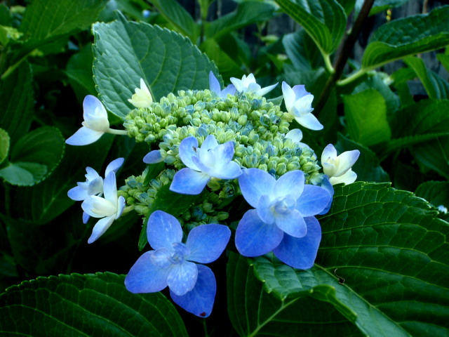 a0007388_12202325.jpg