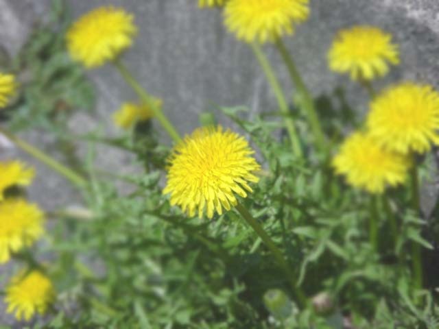 c0145889_10384971.jpg
