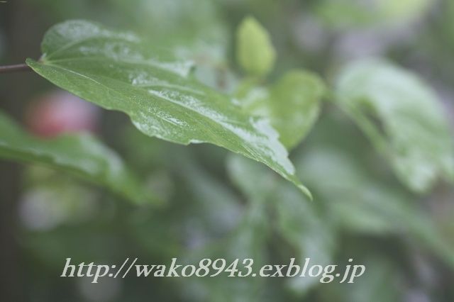 c0187403_15593859.jpg