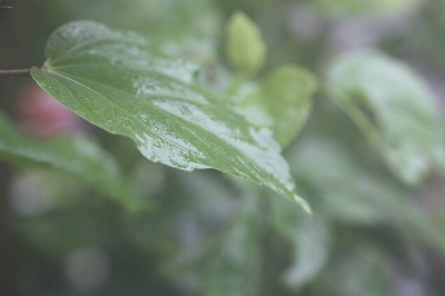 c0187403_1559588.jpg
