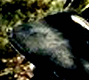 e0103408_1633649.jpg