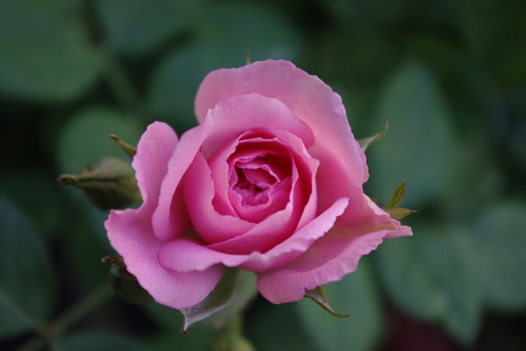 c0147909_7114164.jpg