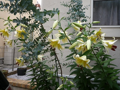 b0207912_11585623.jpg