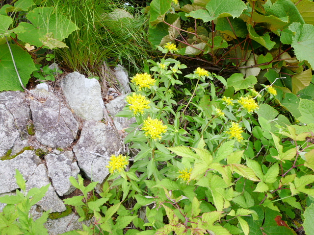d0170615_23122593.jpg