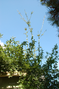 f0217217_1711458.jpg