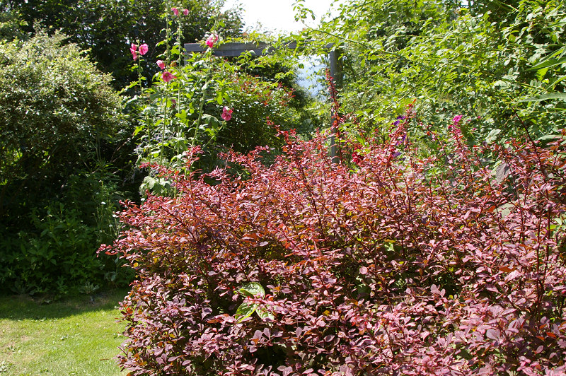e0136424_20474924.jpg