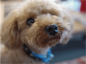 b0182846_2331258.gif