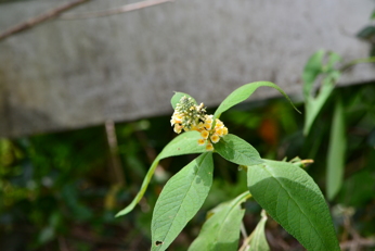 e0184558_8101115.jpg
