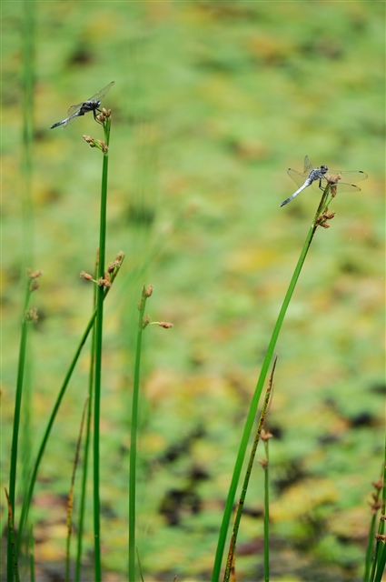 f0222161_2295665.jpg