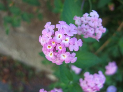 e0225164_7532134.jpg