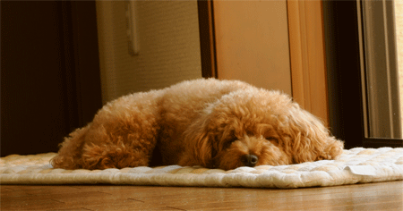 c0196673_162614100.gif
