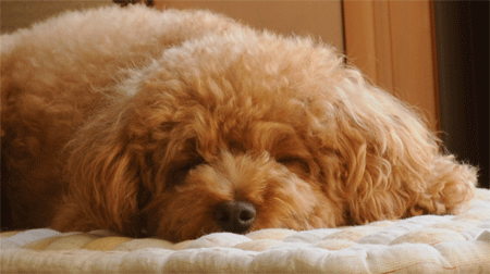 c0196673_1627186.gif