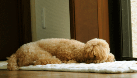 c0196673_16283813.gif