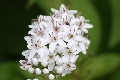 c0152779_11444911.jpg