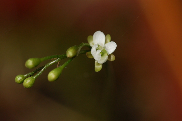 b0203588_1182571.jpg