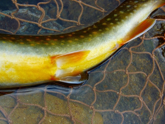 e0202393_7551221.jpg