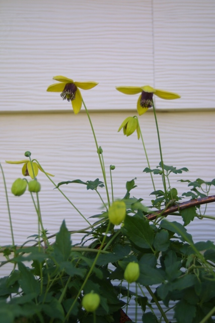 c0062603_13441626.jpg