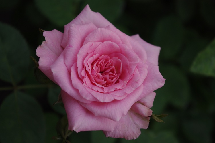 c0147909_6472329.jpg