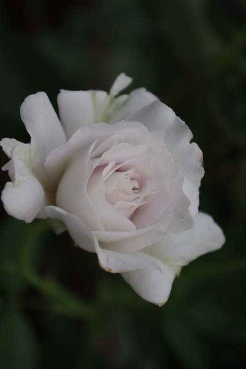 c0147909_6475779.jpg