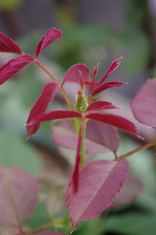 c0147909_6491364.jpg