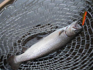 f0065341_1173621.jpg