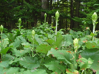 e0004756_1665386.jpg